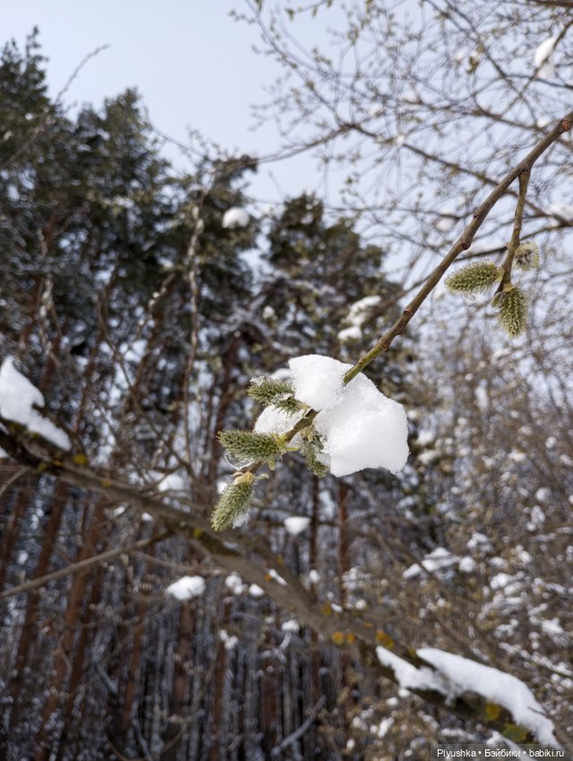 В зимнем лесу. В апреле) — Аналоги Барби и куклы 1/6: клоны 90 (фото 3)