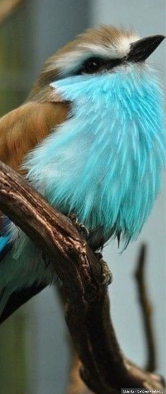 А любви то хочется — Винтажные куклы ГДР (Немки): Бигги