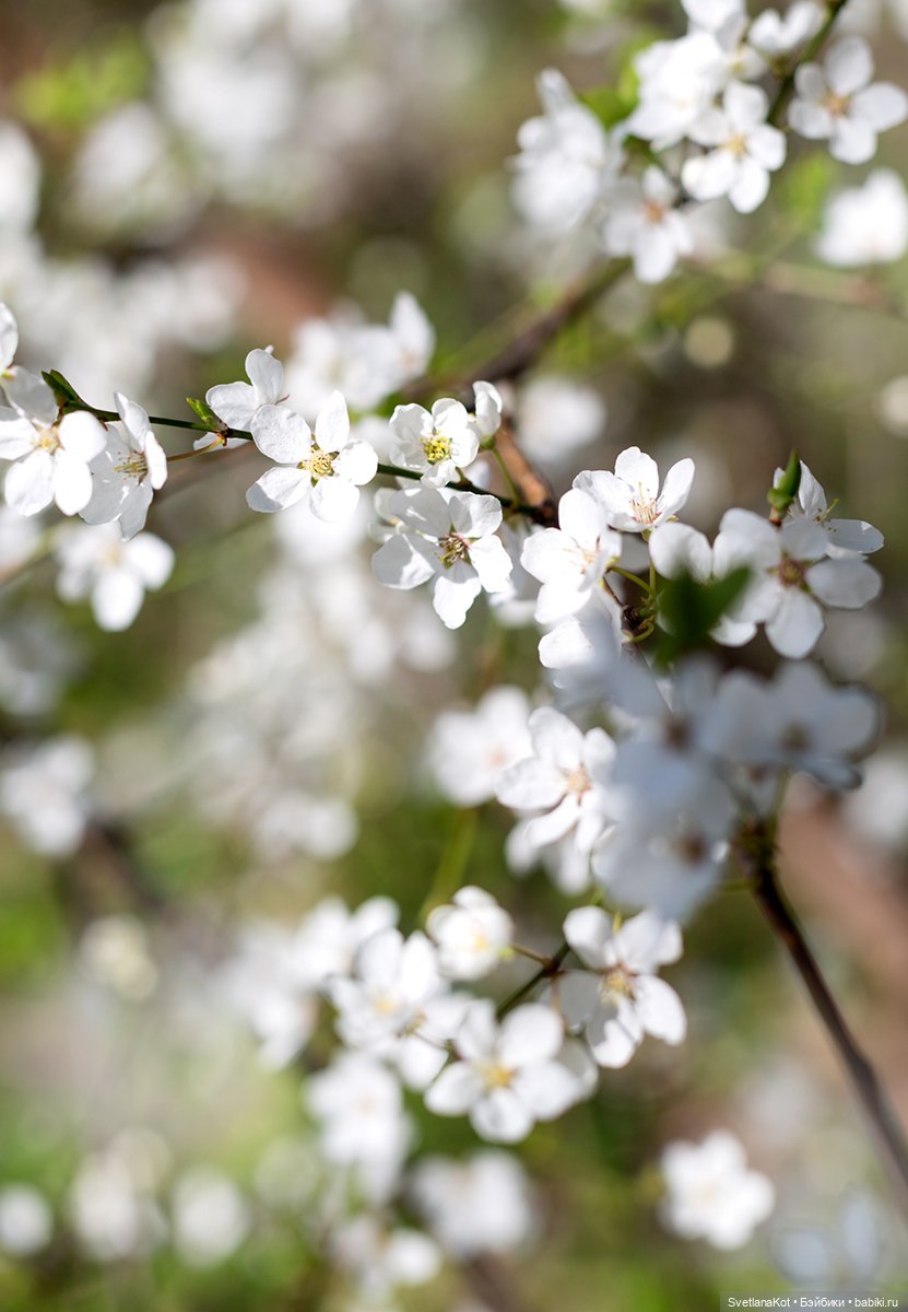 Весна-Алиса в диком Калининградском парке (фото 10)