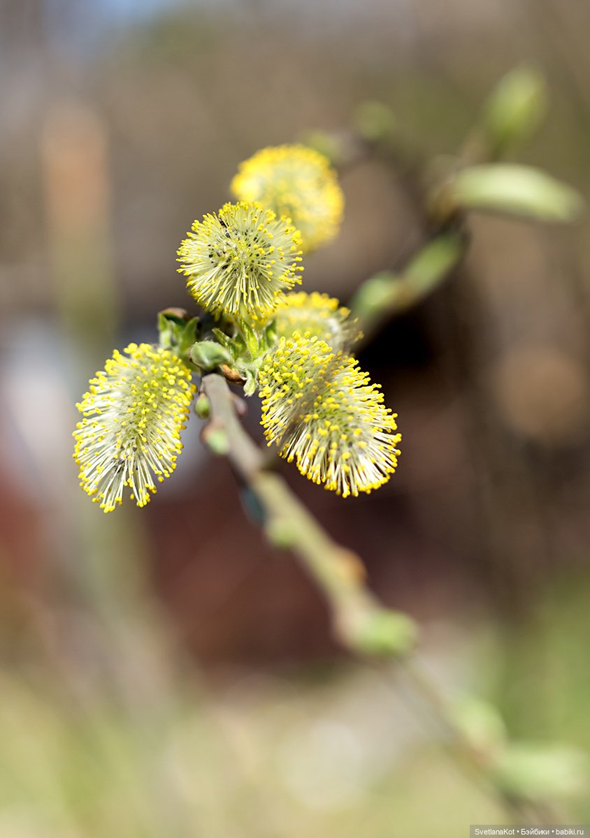 Весна-Алиса в диком Калининградском парке