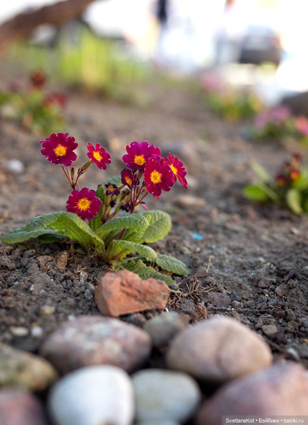 Весна-Алиса в диком Калининградском парке