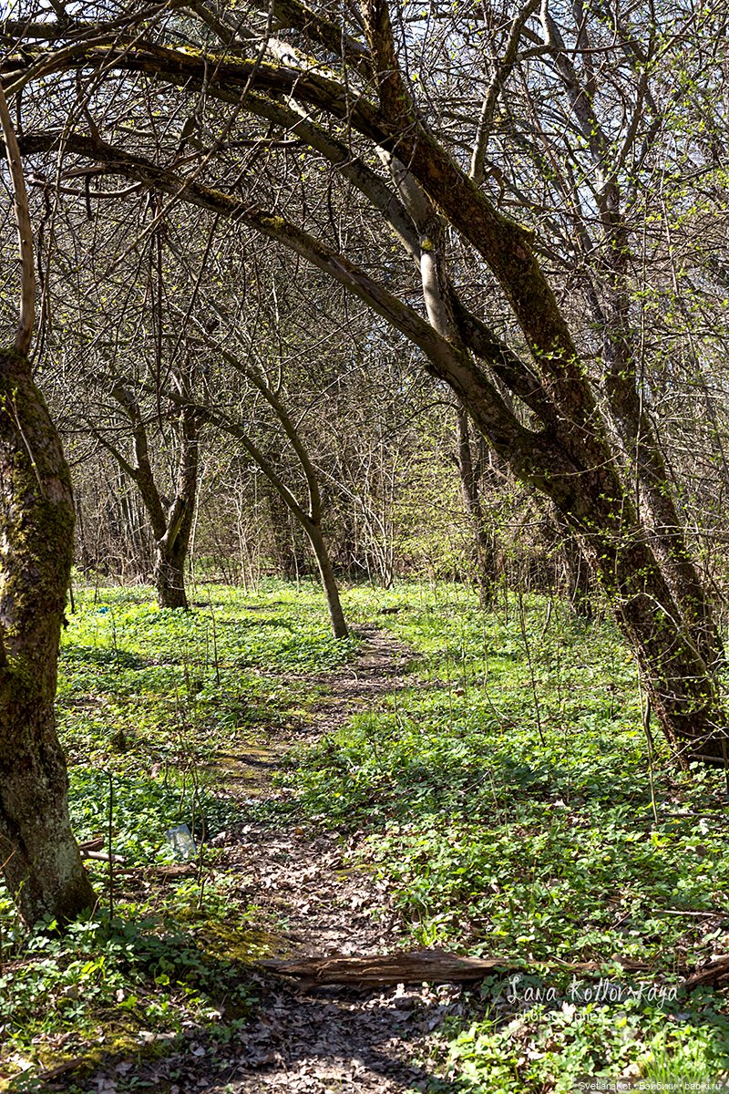Весна-Алиса в диком Калининградском парке (фото 9)