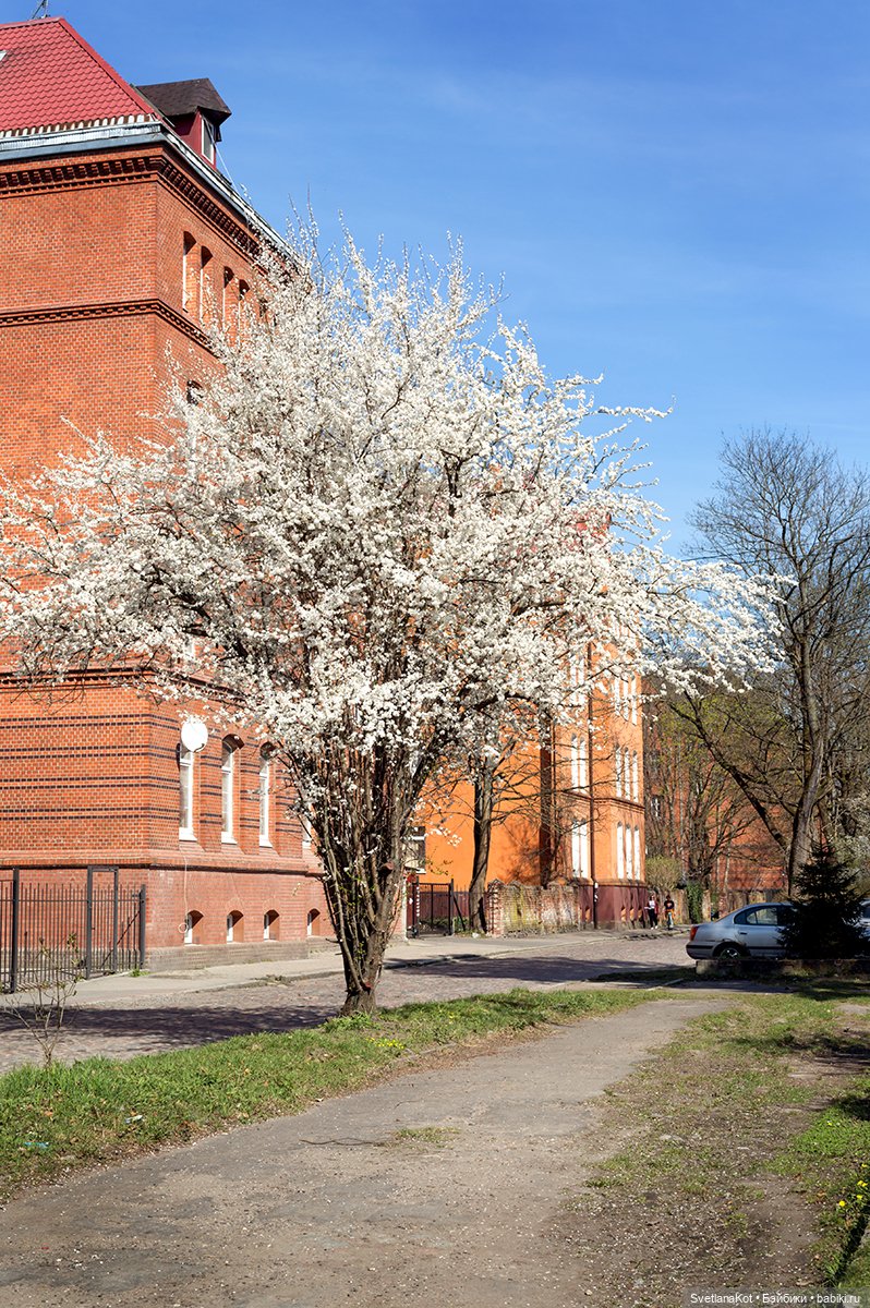 Весна-Алиса в диком Калининградском парке