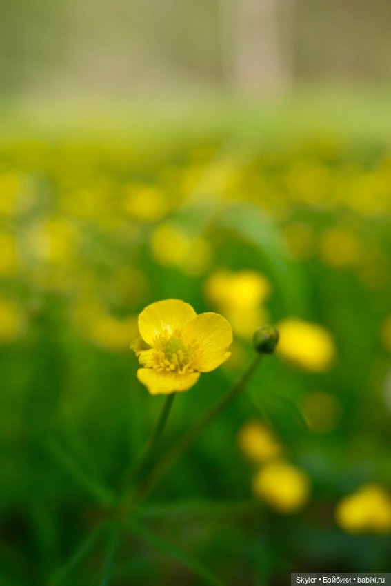Как дружочек Кусь фотографом заделался😁