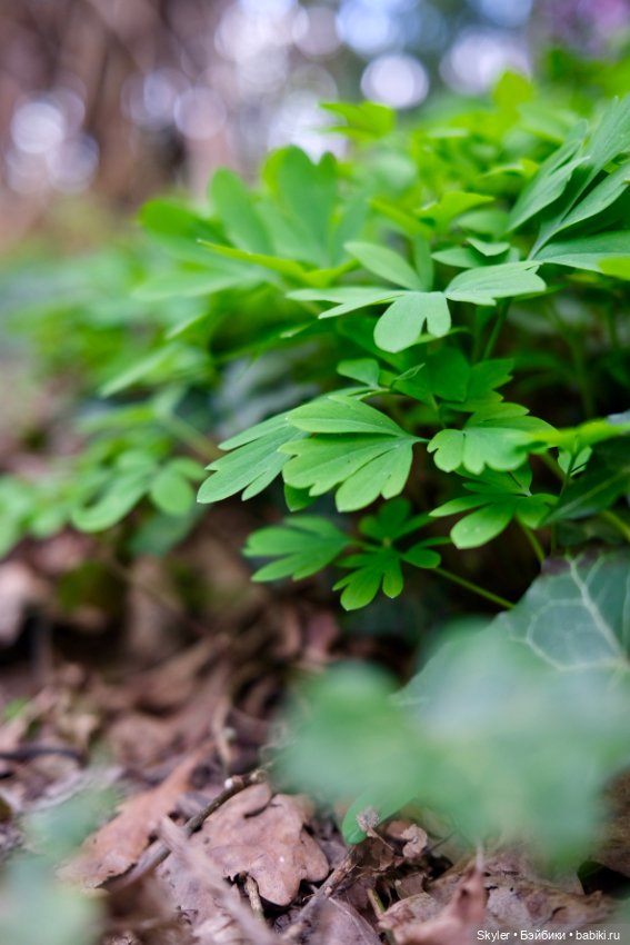 Как дружочек Кусь фотографом заделался😁 (фото 10)