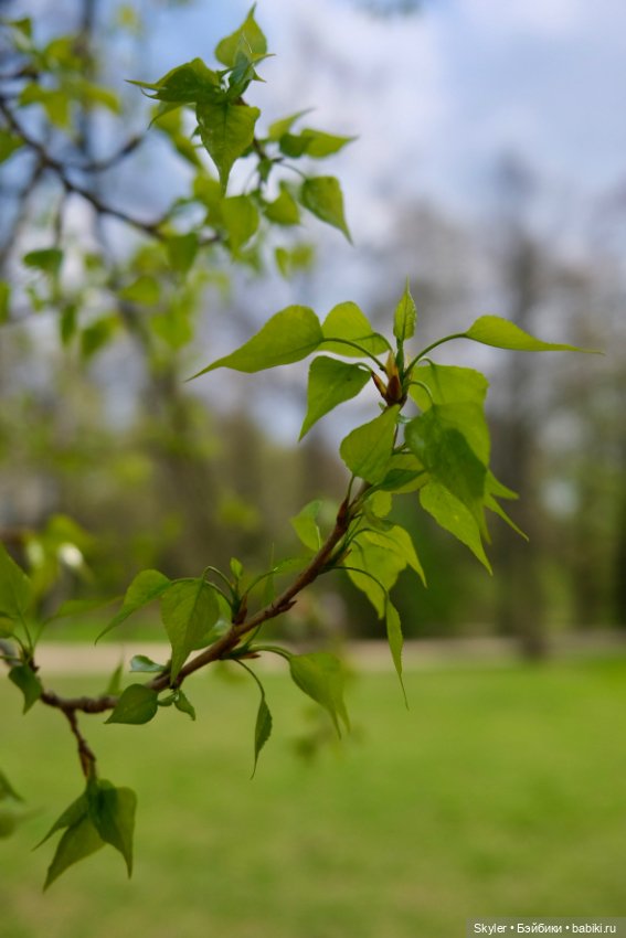 Как дружочек Кусь фотографом заделался😁