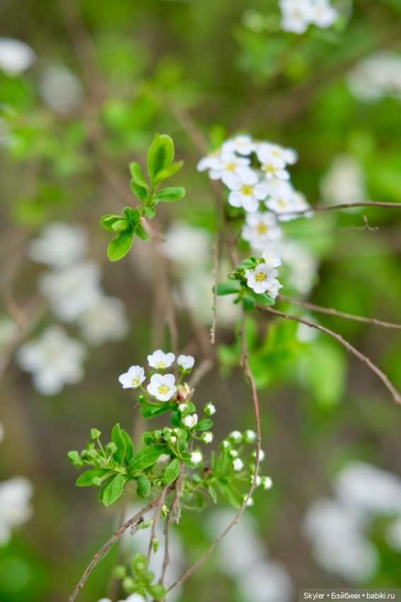 Как дружочек Кусь фотографом заделался😁