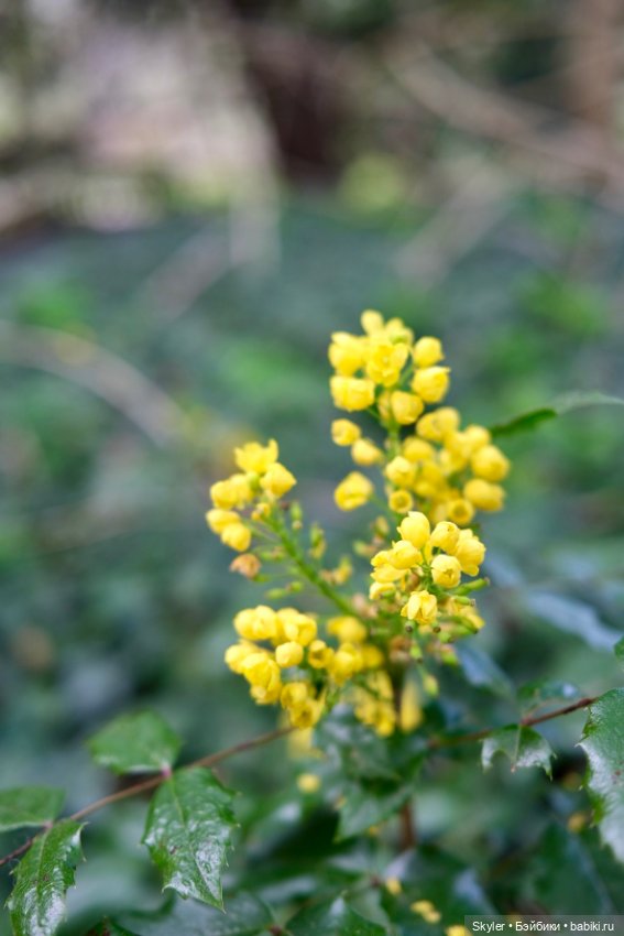 Как дружочек Кусь фотографом заделался😁 (фото 8)