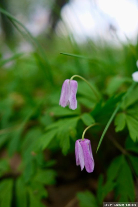Как дружочек Кусь фотографом заделался😁