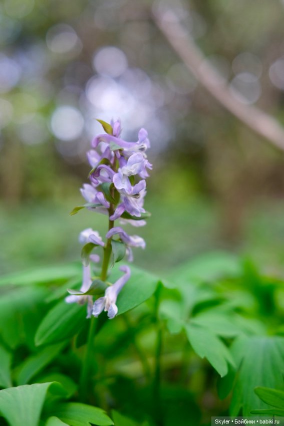 Как дружочек Кусь фотографом заделался😁 (фото 9)