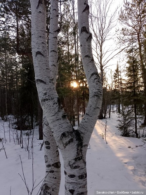 В парке с Луминори — Куклы Penny's Box (Пенни Бокс): кентавры Antu