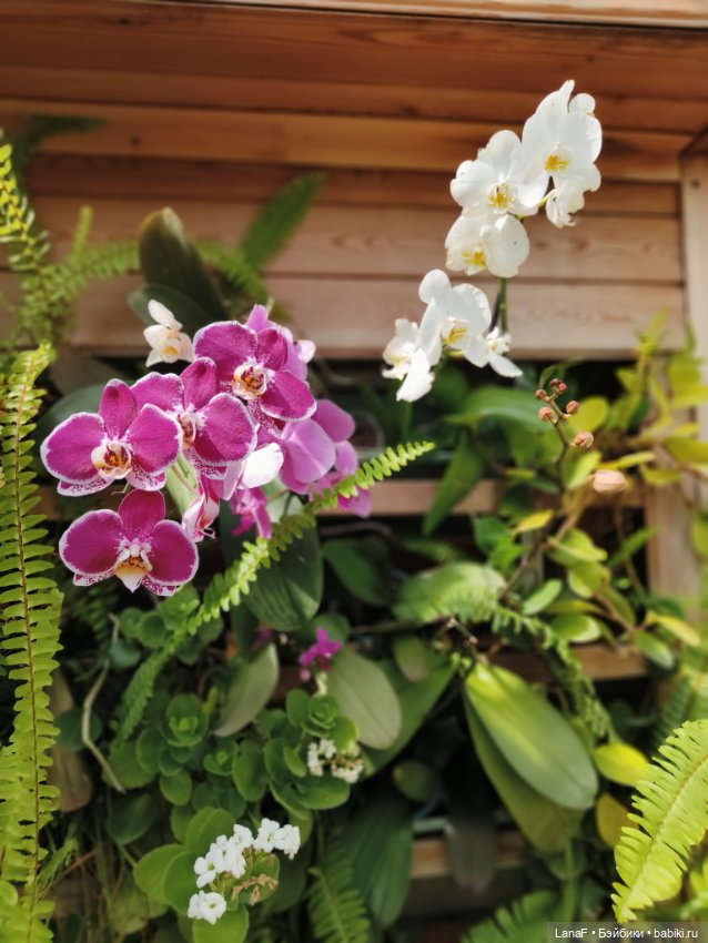 Страна Лимония!!🍋 🍋 🍋 (Габриэль Мюллер Gabriel Muller) (фото 7)