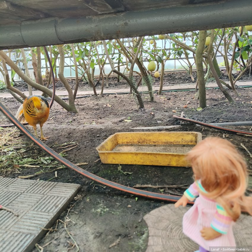 Страна Лимония!!🍋 🍋 🍋 (Габриэль Мюллер Gabriel Muller)