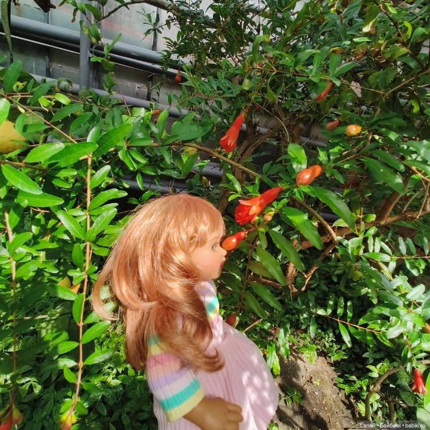 Страна Лимония!!🍋 🍋 🍋 (Габриэль Мюллер Gabriel Muller)