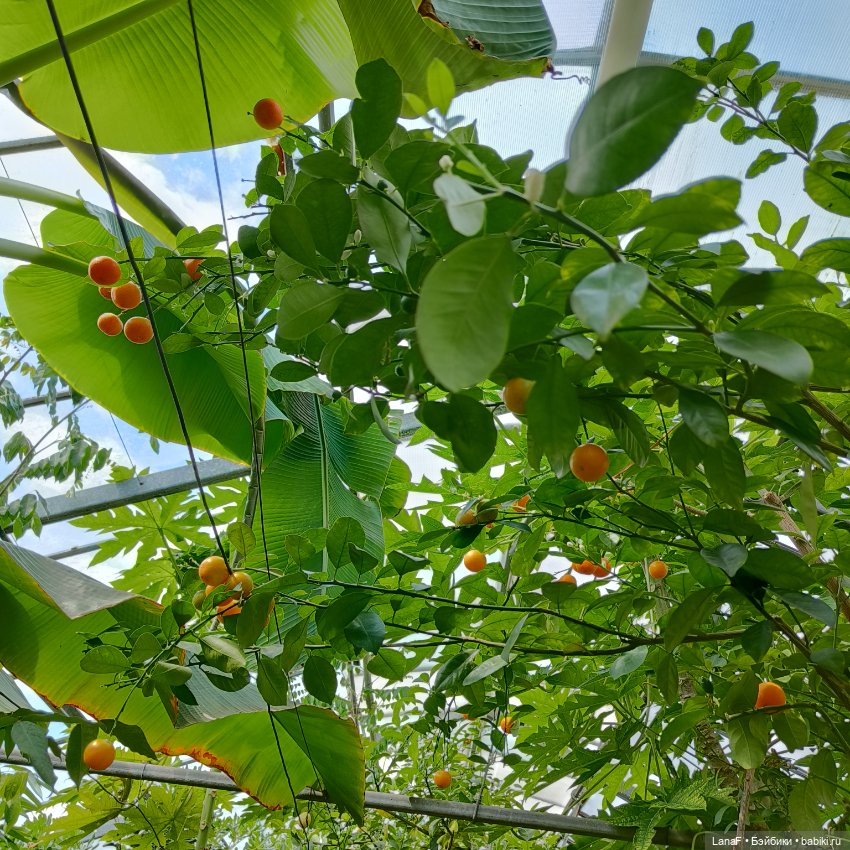 Страна Лимония!!🍋 🍋 🍋 (Габриэль Мюллер Gabriel Muller)