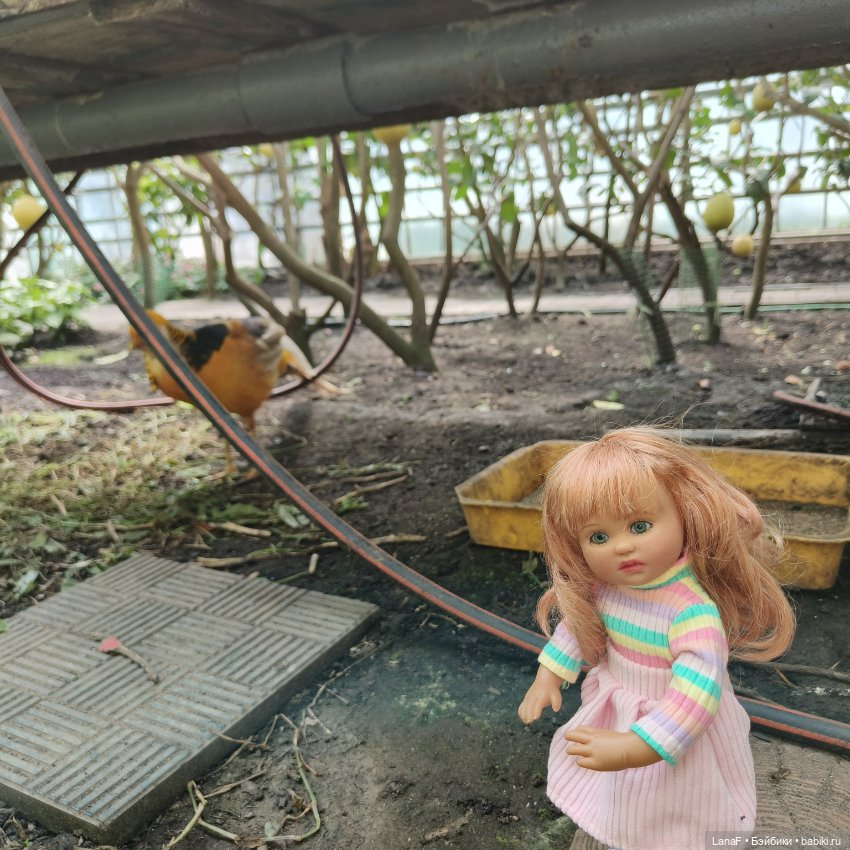 Страна Лимония!!🍋 🍋 🍋 (Габриэль Мюллер Gabriel Muller)