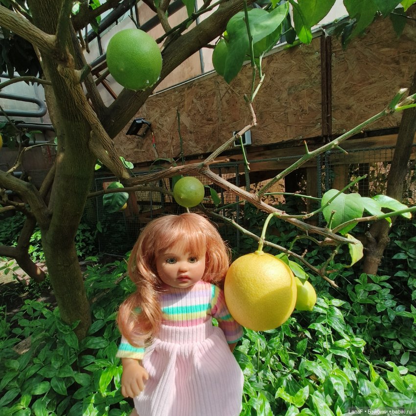 Страна Лимония!!🍋 🍋 🍋 (Габриэль Мюллер Gabriel Muller)