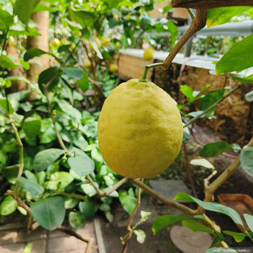 Страна Лимония!!🍋 🍋 🍋 (Габриэль Мюллер Gabriel Muller)