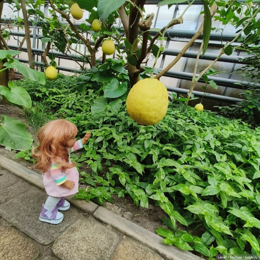 Страна Лимония!!🍋 🍋 🍋 (Габриэль Мюллер Gabriel Muller)