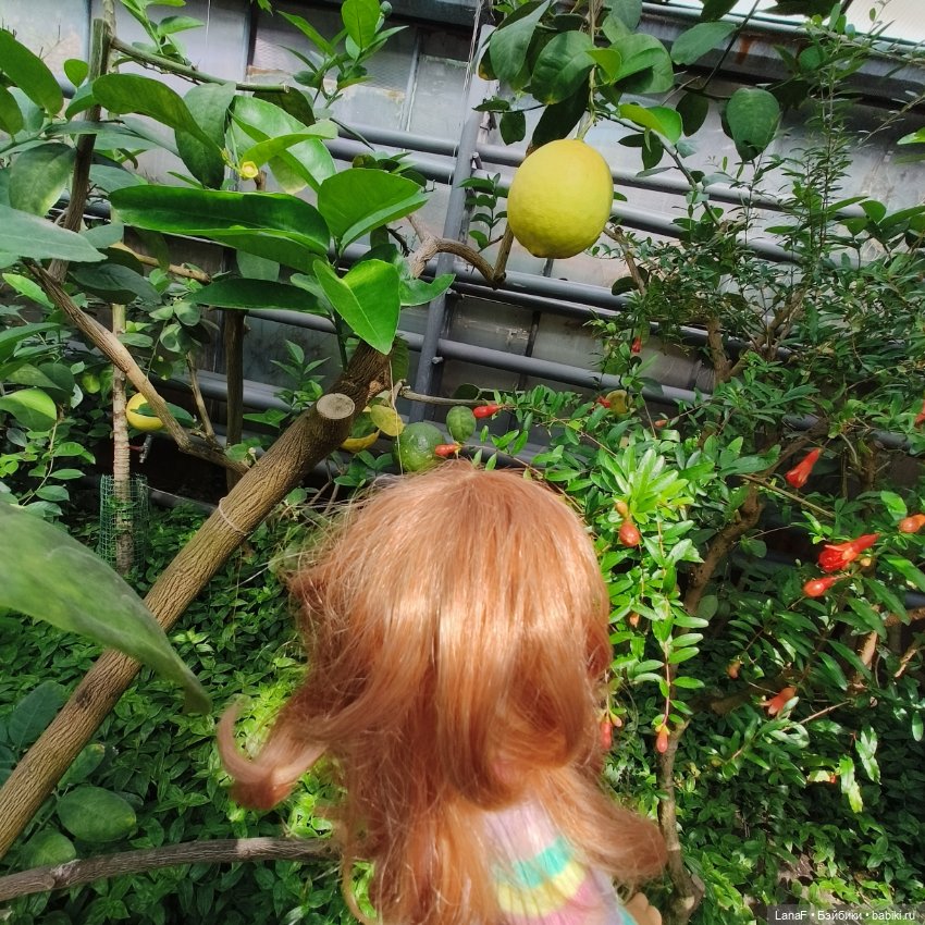 Страна Лимония!!🍋 🍋 🍋 (Габриэль Мюллер Gabriel Muller)