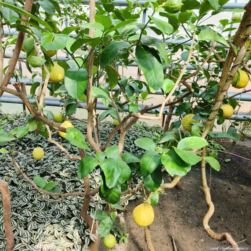 Страна Лимония!!🍋 🍋 🍋 (Габриэль Мюллер Gabriel Muller)