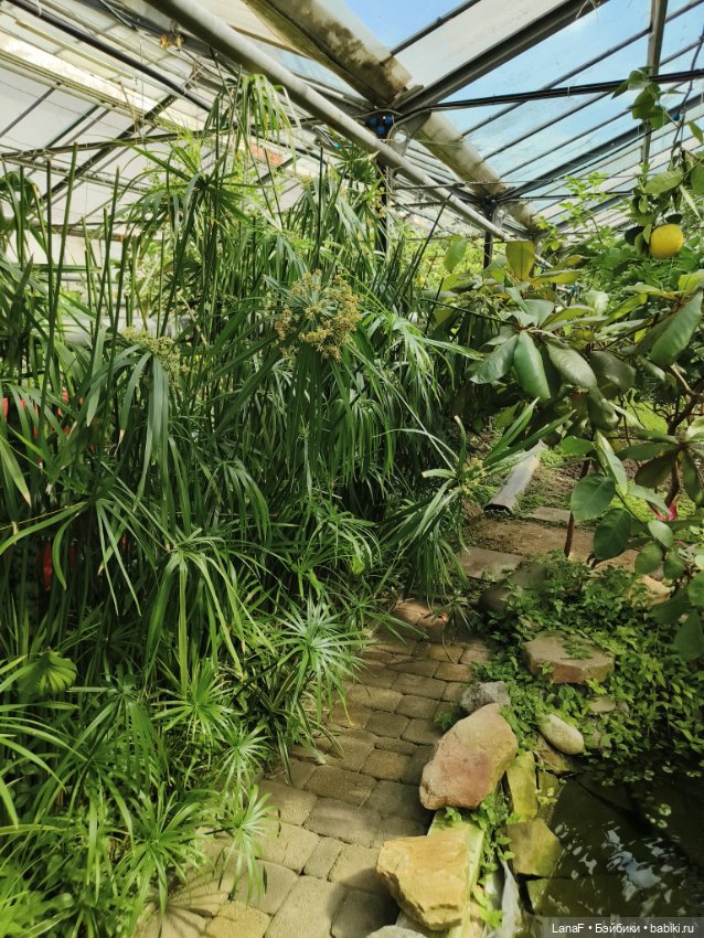 Страна Лимония!!🍋 🍋 🍋 (Габриэль Мюллер Gabriel Muller) (фото 5)