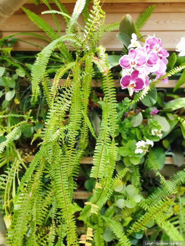 Страна Лимония!!🍋 🍋 🍋 (Габриэль Мюллер Gabriel Muller) (фото 6)