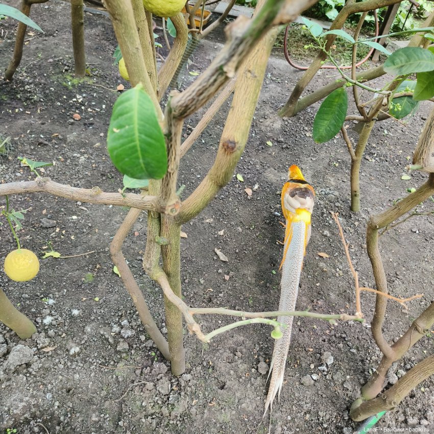 Страна Лимония!!🍋 🍋 🍋 (Габриэль Мюллер Gabriel Muller)