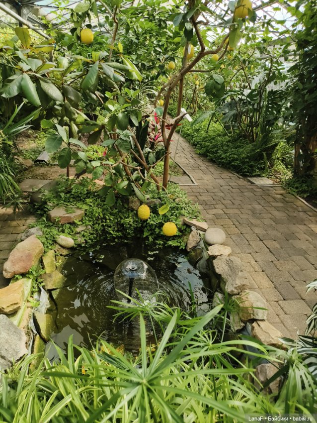 Страна Лимония!!🍋 🍋 🍋 (Габриэль Мюллер Gabriel Muller) (фото 4)