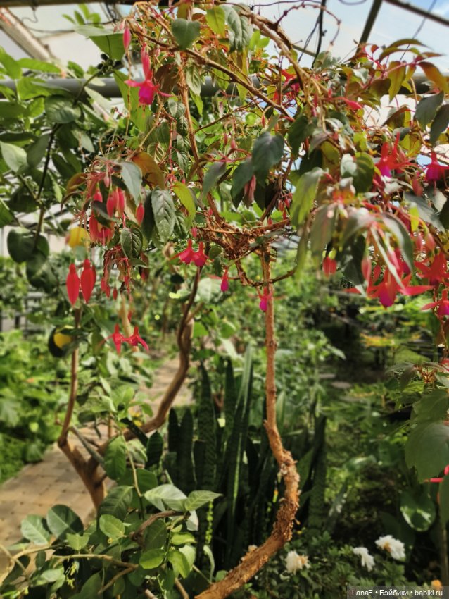 Страна Лимония!!🍋 🍋 🍋 (Габриэль Мюллер Gabriel Muller) (фото 8)
