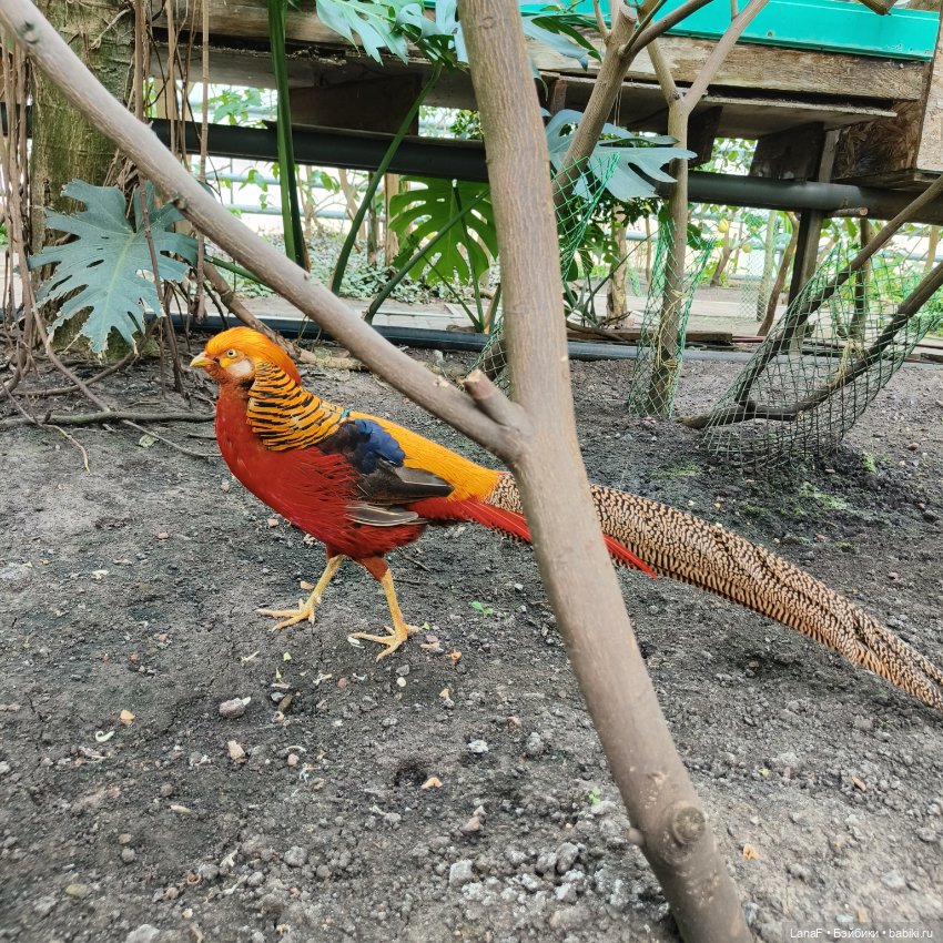 Страна Лимония!!🍋 🍋 🍋 (Габриэль Мюллер Gabriel Muller) (фото 10)