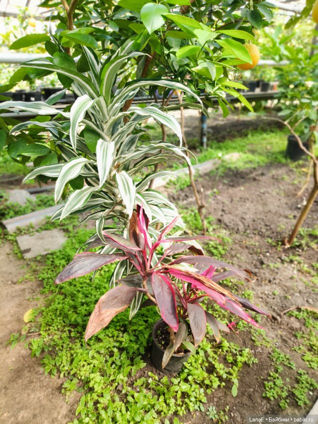 Страна Лимония!!🍋 🍋 🍋 (Габриэль Мюллер Gabriel Muller) (фото 2)