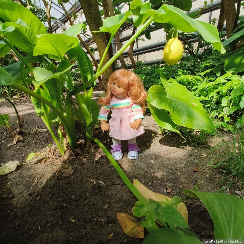 Страна Лимония!!🍋 🍋 🍋 (Габриэль Мюллер Gabriel Muller)