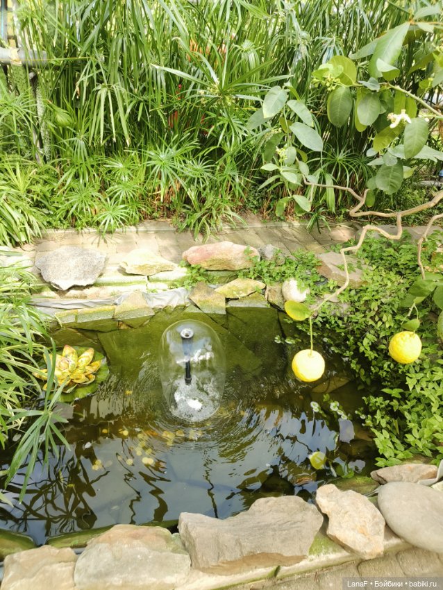 Страна Лимония!!🍋 🍋 🍋 (Габриэль Мюллер Gabriel Muller)