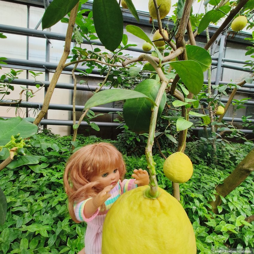 Страна Лимония!!🍋 🍋 🍋 (Габриэль Мюллер Gabriel Muller)