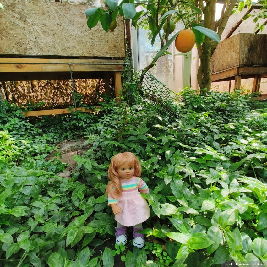 Страна Лимония!!🍋 🍋 🍋 (Габриэль Мюллер Gabriel Muller)