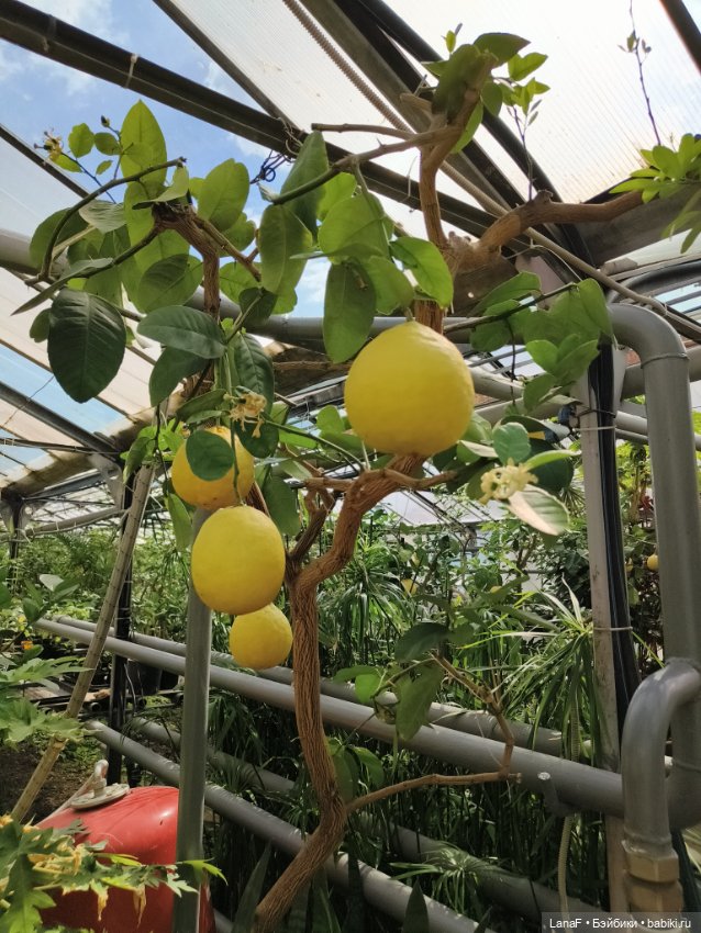 Страна Лимония!!🍋 🍋 🍋 (Габриэль Мюллер Gabriel Muller) (фото 9)