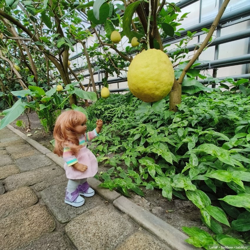 Страна Лимония!!🍋 🍋 🍋 (Габриэль Мюллер Gabriel Muller)
