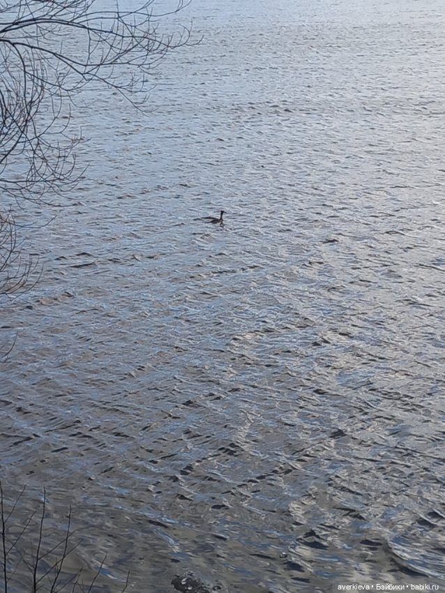 Савва Шанежкин на прогулке (фото 4)