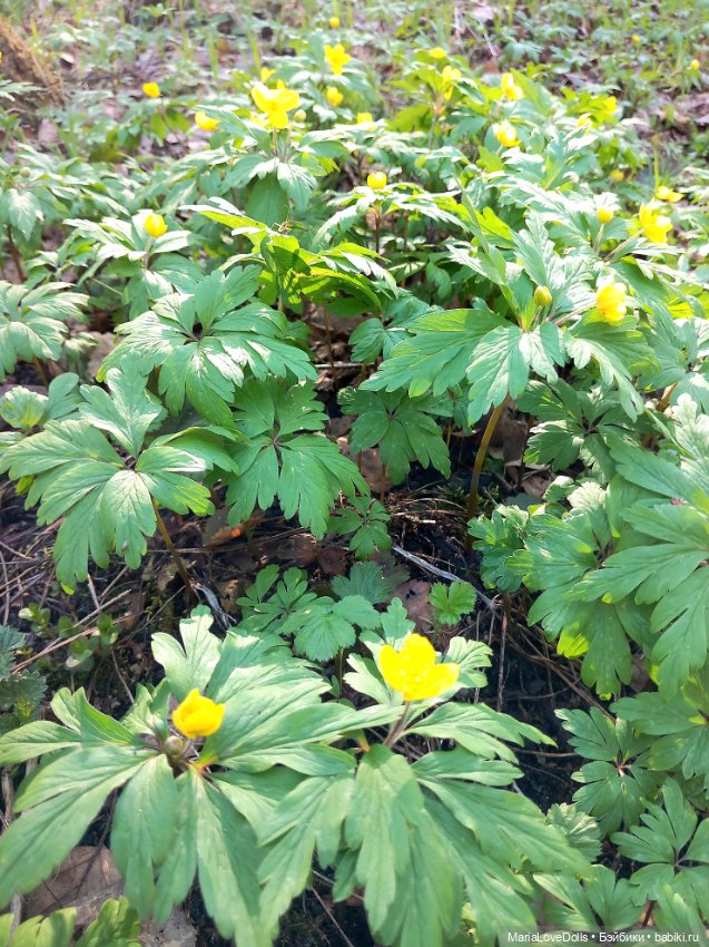 Не всё цветочные букеты собирать, ведь правда (фото 3)
