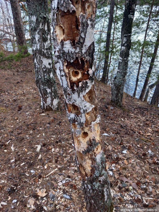 Савва Шанежкин на прогулке (фото 8)