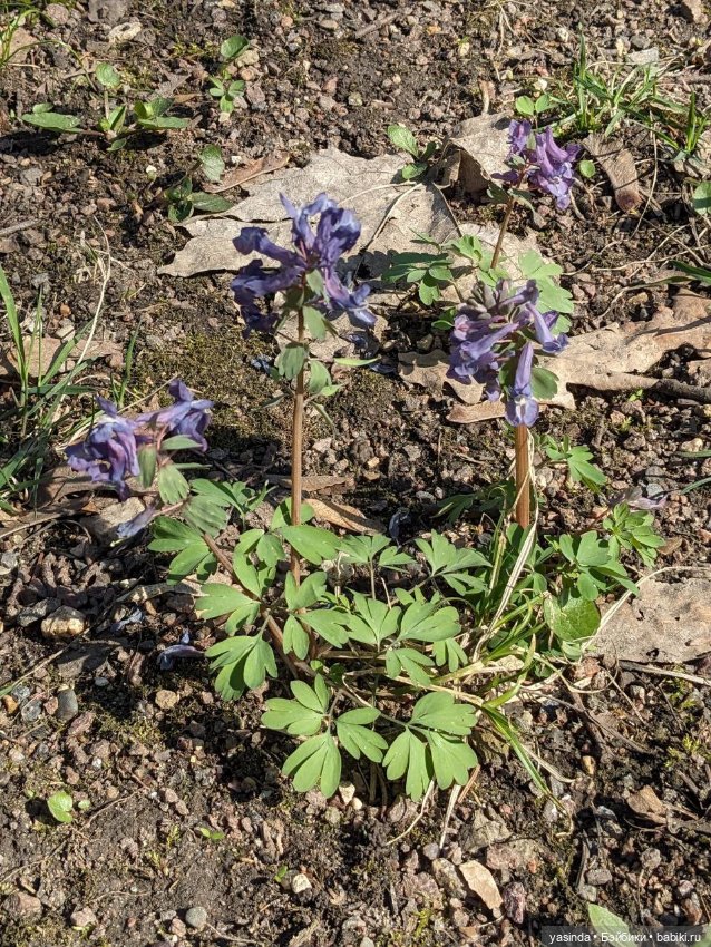 Прогулка в Коломенском — Куклы Strawberry Planet: Redberry