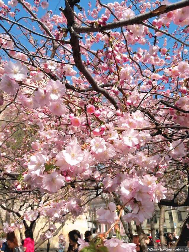 Сакура 2025г — Портретные куклы знаменитостей: звезды кино