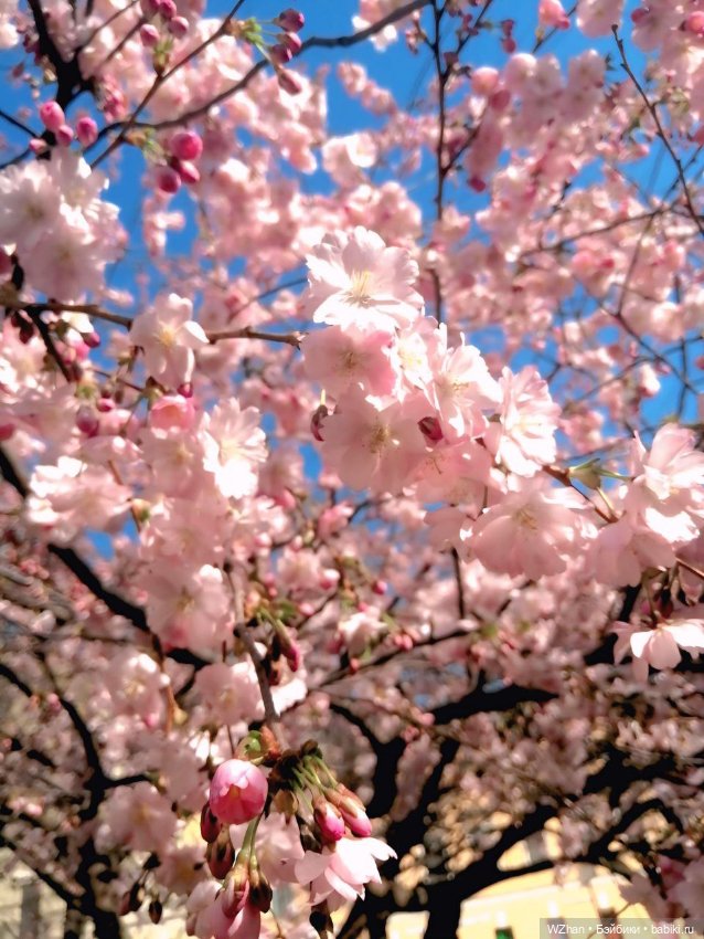 Сакура 2025г — Портретные куклы знаменитостей: звезды кино