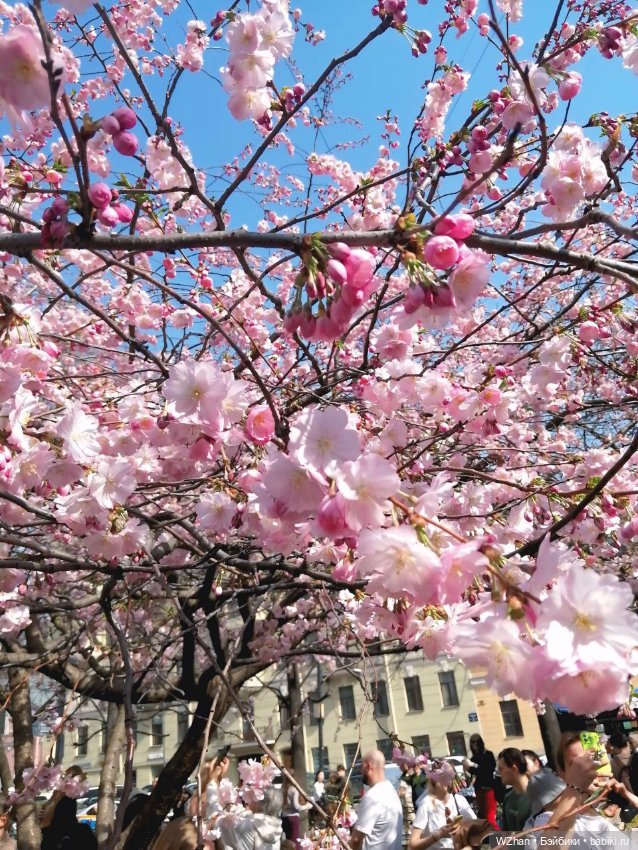 Сакура 2025г — Портретные куклы знаменитостей: звезды кино