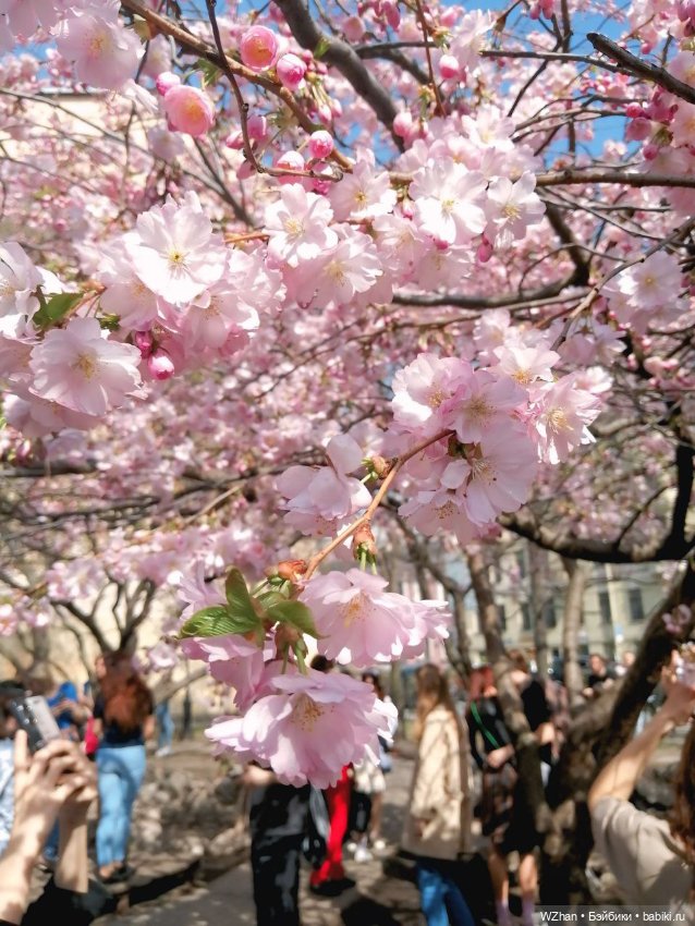 Сакура 2025г — Портретные куклы знаменитостей: звезды кино