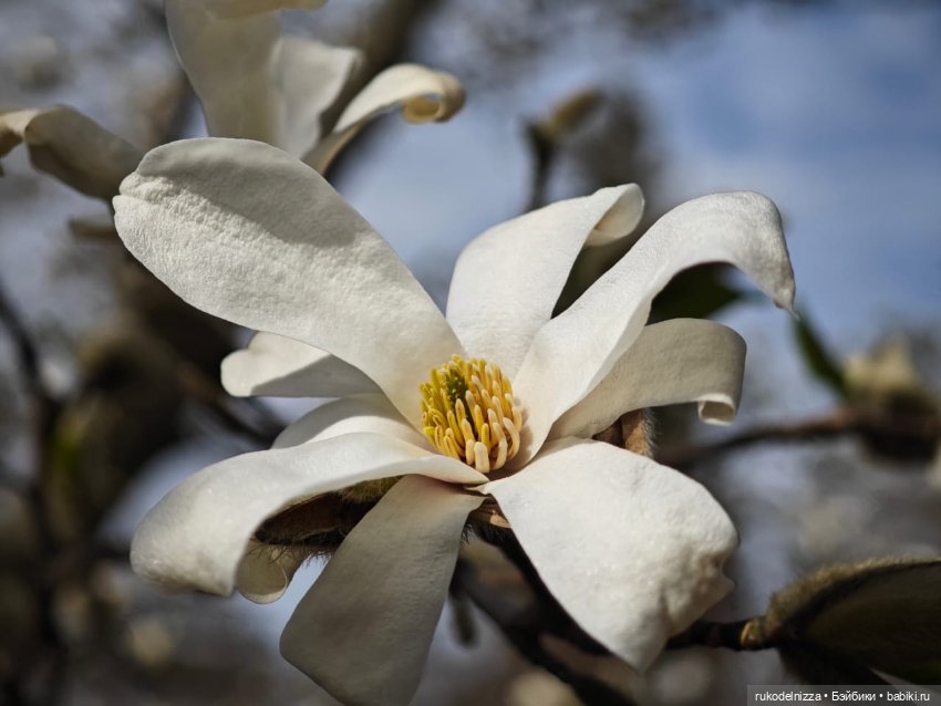 Маша в Ботаническом саду — Игровые куклы разных производителей (Разное): редкие бренды