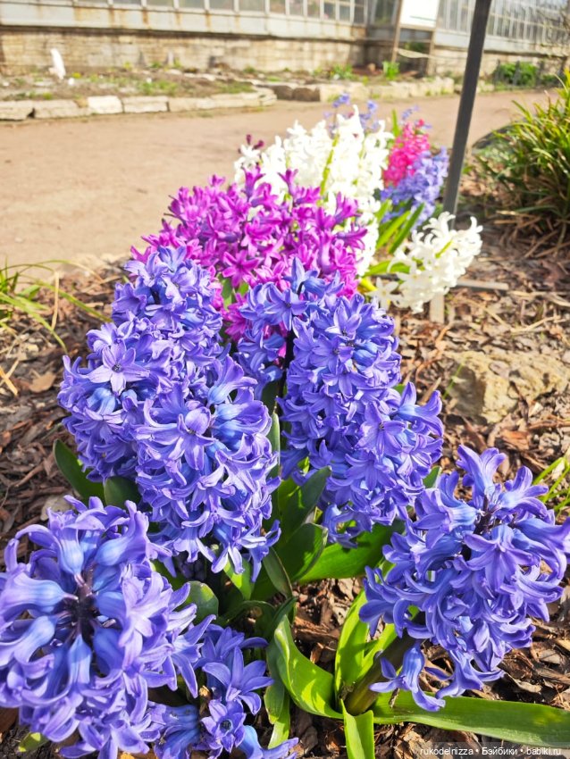 Маша в Ботаническом саду — Игровые куклы разных производителей (Разное): редкие бренды