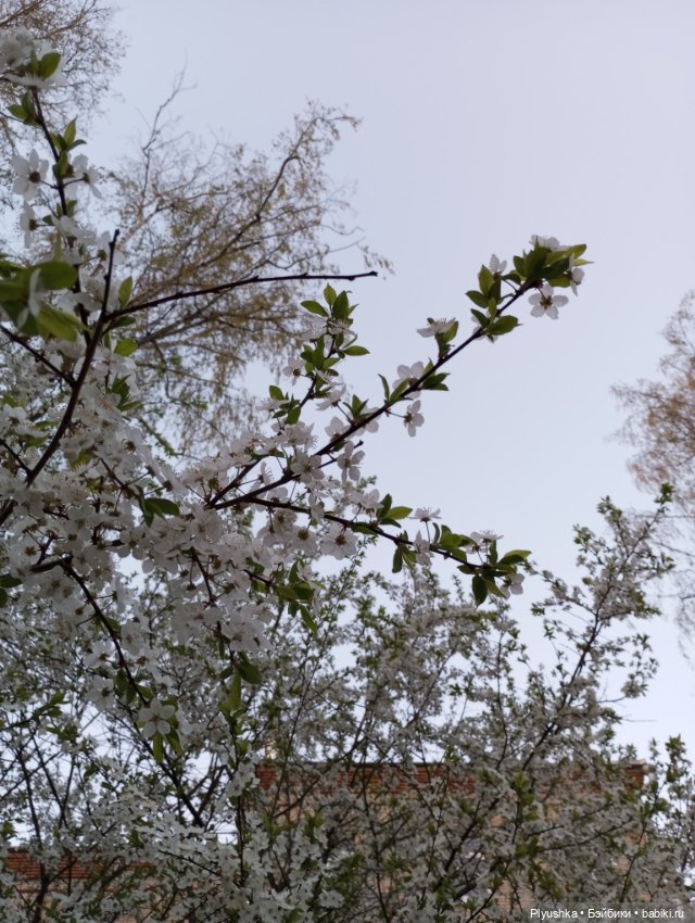 Прогулки с Мийкой помощницей