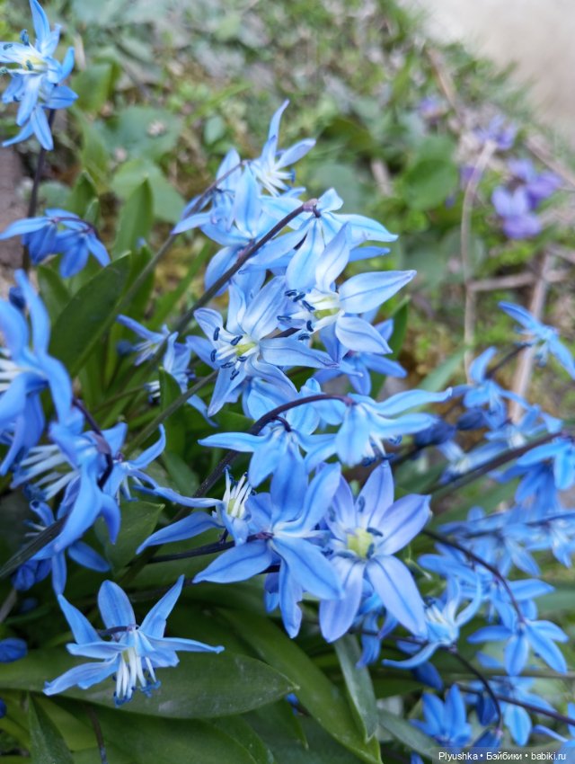 Прогулки с Мийкой помощницей